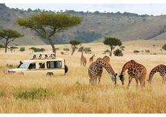 Kenya Safari Tours with Alika Adventures – Explore the Wild