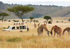 Kenya Safari Tours with Alika Adventures – Explore the Wild